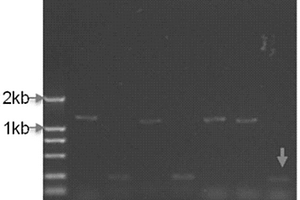 煙草腋芽生長調控基因NtMOC1及其克隆方法與應用