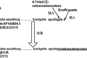 用于制藥廢水處理的交聯(lián)β-內(nèi)酰胺酶聚集體的制備方法