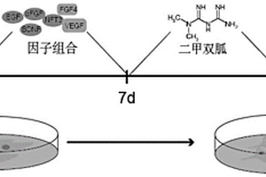 神經(jīng)干細胞的定向誘導(dǎo)劑、誘導(dǎo)方法及應(yīng)用