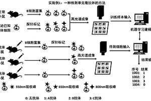 檢測單克隆抗體的方法及其應用