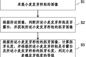 小麥麥穗發(fā)芽程度檢測方法