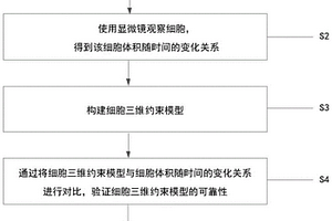 檢測(cè)三維環(huán)境下細(xì)胞皮質(zhì)層張力的方法