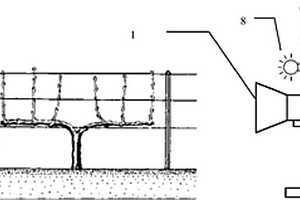 基于機(jī)器視覺的葡萄新梢生長速率測量系統(tǒng)及方法