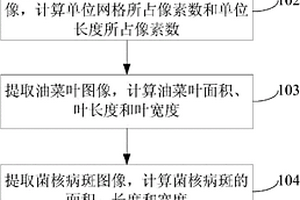 油菜葉片及菌核病斑形態(tài)同步測量的方法、裝置及系統(tǒng)