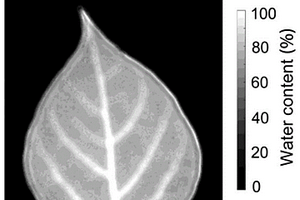 基于太赫茲成像技術(shù)定量分析葉片成分分布情況的方法