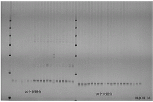 用于鑒別大銀魚和太湖新銀魚的引物及其鑒別方法