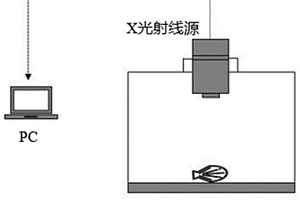 快速的活體無(wú)損檢測(cè)和評(píng)價(jià)貝類肌肉量的方法