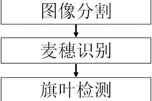 基于圖像的小麥旗葉無損自動檢測及測量方法