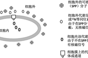 體外核磁信號(hào)實(shí)時(shí)檢測(cè)方法和檢測(cè)體系