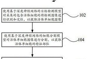 基于深度神經(jīng)網(wǎng)絡對活體細胞形態(tài)檢測的方法及相關(guān)產(chǎn)品