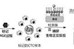 循環(huán)腫瘤細(xì)胞檢測(cè)方法