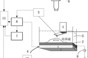 生物細胞超聲原子力顯微檢測系統(tǒng)和方法