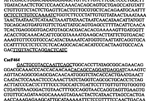 半滑舌鰨雌性特異分子標記及其應(yīng)用