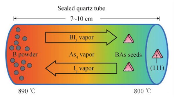 CVT法生長BAs晶體原理圖