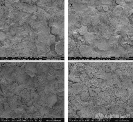 1#–8#合金氧化表面SEM照片;(a)~(h)依次對應1#~8#合金