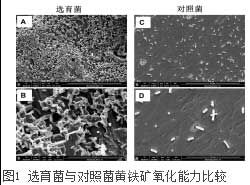 圖1 選育菌與對照菌黃鐵礦氧化能力比較