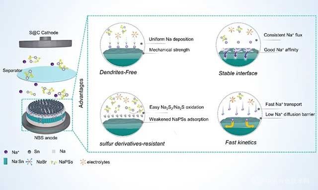 工程化鈉金屬負(fù)極：應(yīng)對鈉硫電池中硫衍生物挑戰(zhàn)
